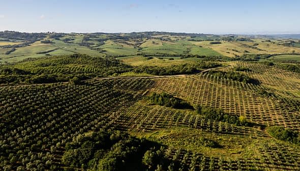 Aerial view of olive groves and rolling hills in a rural landscape. - Olive Oil Times