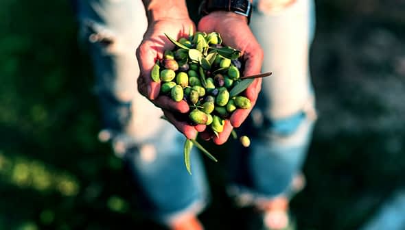 Person holding a collection of freshly harvested green and black olives in their hands. - Olive Oil Times