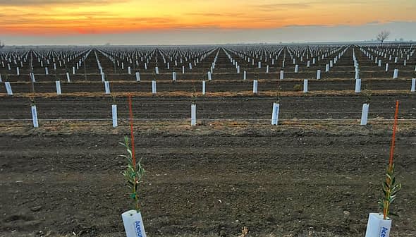 Rows of young olive trees planted in a field with protective tubes at sunset. - Olive Oil Times