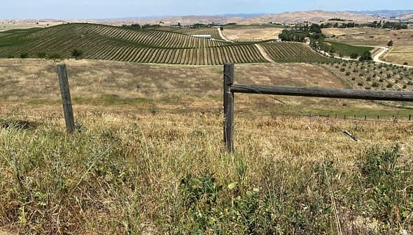 Vast vineyard landscape featuring rows of grapevines and a wooden fence in the foreground. - Olive Oil Times