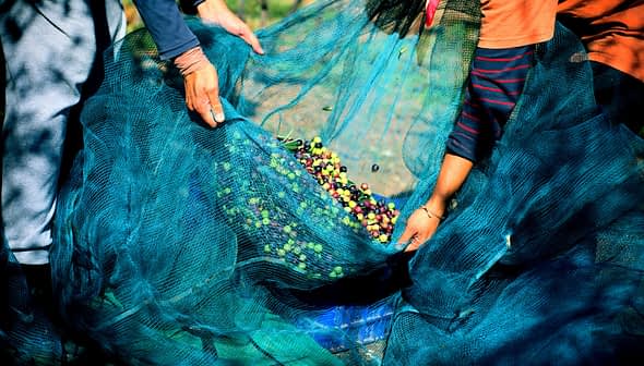 Two individuals holding a blue net filled with freshly harvested olives of various colors. - Olive Oil Times