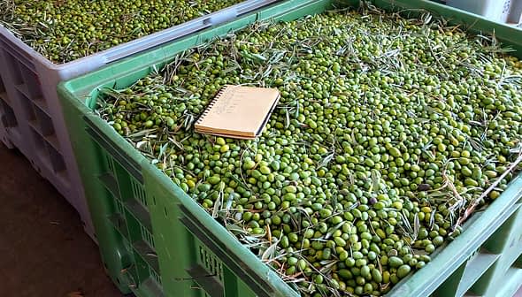 Two large green storage bins filled with green olives and a notebook on top of the olives. - Olive Oil Times