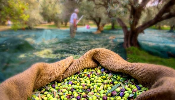 A basket filled with freshly harvested olives in an olive grove. - Olive Oil Times