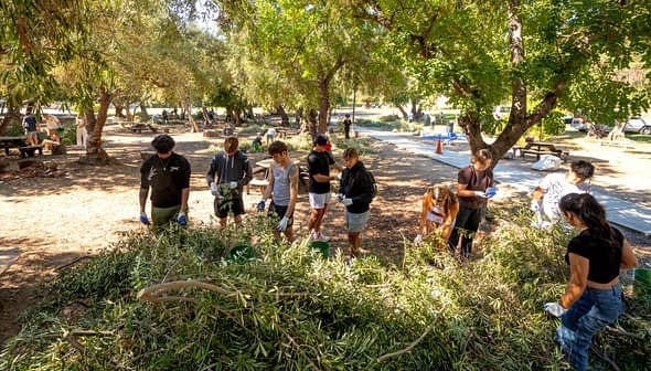 A group of individuals gathering olive branches in a park setting during a community activity. - Olive Oil Times