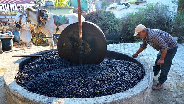 Man operating a traditional olive press with a horse in the background and olives in a stone basin. - Olive Oil Times