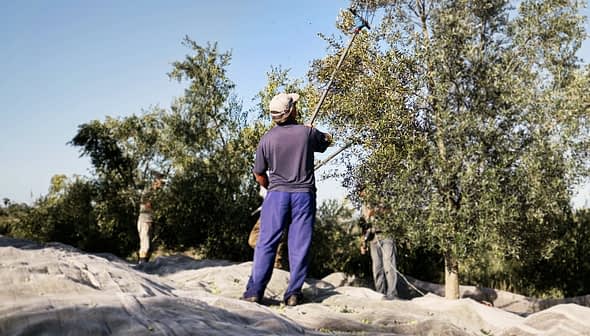 Man using a pole to harvest olives from a tree during an olive harvesting process. - Olive Oil Times