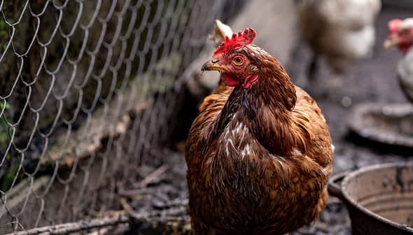 A brown chicken with a red comb standing near a fence in a coop environment. - Olive Oil Times