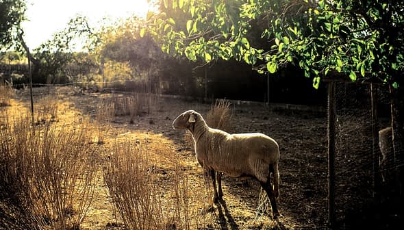 A sheep standing in a field with dry grass and sunlight filtering through trees. - Olive Oil Times