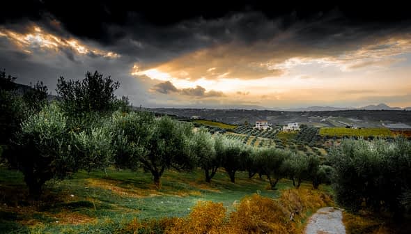 Olive trees in a landscape during sunset with a cloudy sky and distant hills. - Olive Oil Times