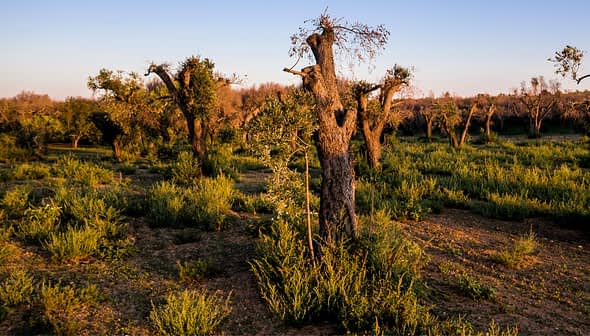 A landscape featuring several olive trees with gnarled trunks in a grassy field during sunset. - Olive Oil Times