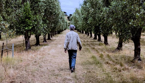 Individual walking along a path in an olive grove with trees on either side. - Olive Oil Times