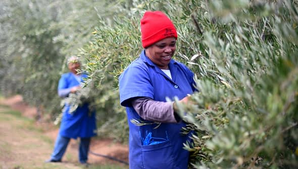 Two women in blue uniforms harvesting olives from trees in an orchard. - Olive Oil Times