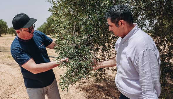 Two men examining the branches of an olive tree in a field. - Olive Oil Times