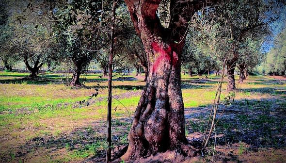 An olive tree with a textured trunk and green foliage in an orchard setting. - Olive Oil Times