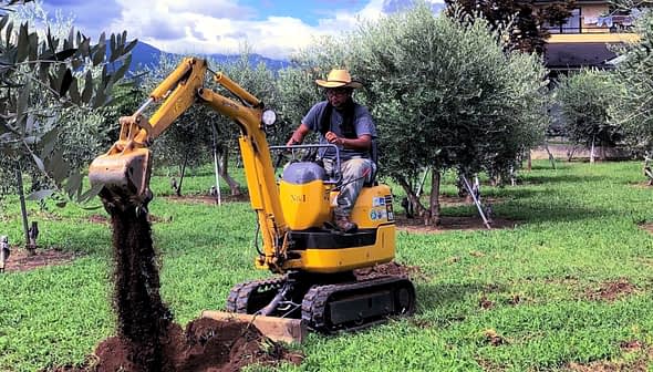 Operator using a mini excavator to dig in an olive grove surrounded by olive trees. - Olive Oil Times