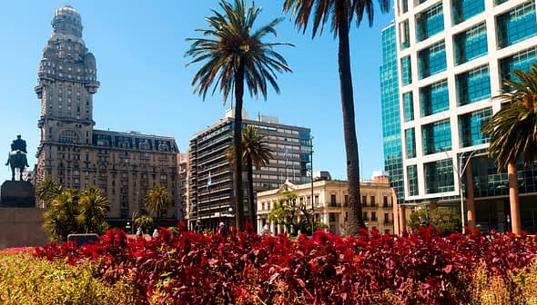 View of palm trees and buildings in a city, featuring a historical tower and modern architecture. - Olive Oil Times