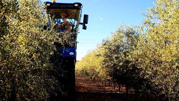 Olive harvesting machine operating between rows of olive trees in a grove. - Olive Oil Times