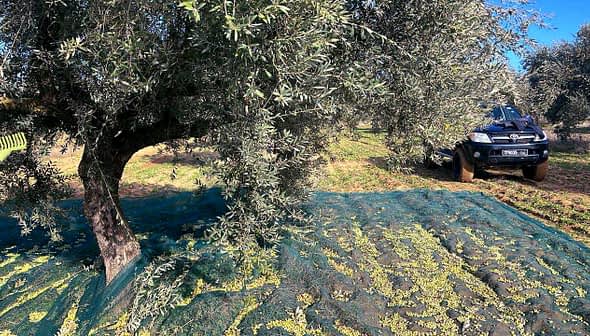 Olive tree with a net below and a vehicle parked nearby in an olive grove. - Olive Oil Times