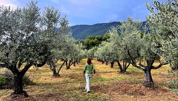 Individual walking among olive trees in a grove with mountains in the background. - Olive Oil Times