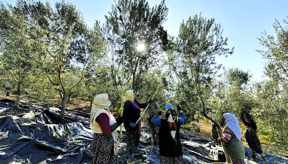 Group of women harvesting olives from trees in an orchard with sunlight filtering through the leaves. - Olive Oil Times