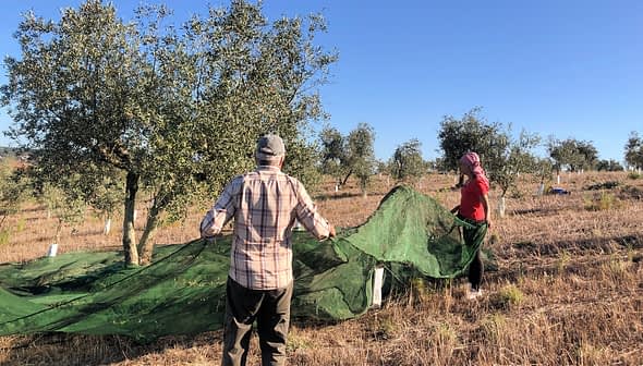 Two individuals gathering olives in an orchard using a green net under olive trees. - Olive Oil Times