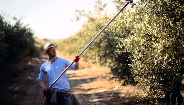 Man wearing a straw hat and gloves using a long pole to harvest olives from a tree. - Olive Oil Times