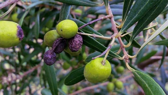 Branch of an olive tree featuring green and black olives among the leaves. - Olive Oil Times
