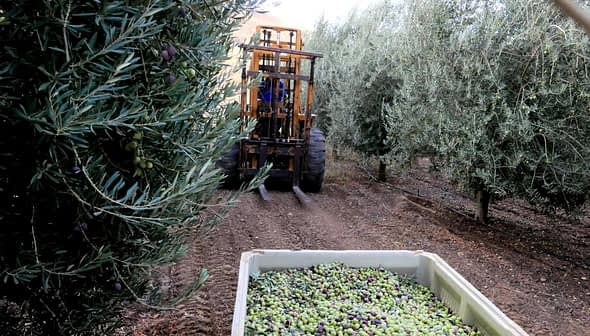 A tractor with a harvesting attachment collecting olives from trees in an olive grove. - Olive Oil Times