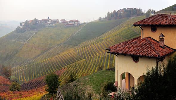 Vineyard landscape featuring terraced rows of grapevines and a house in the foreground. - Olive Oil Times