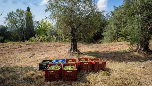 Colorful plastic crates filled with harvested olives placed under olive trees in a field. - Olive Oil Times