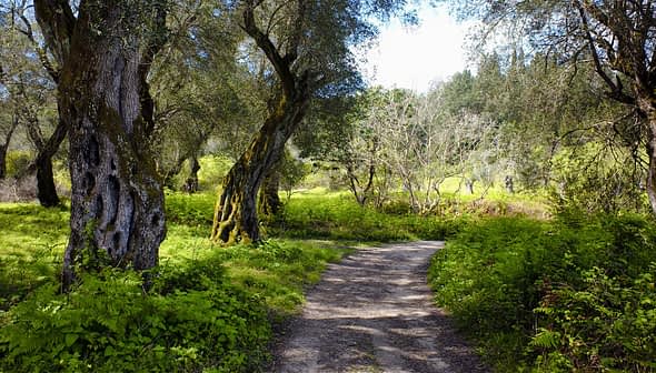 A winding pathway surrounded by olive trees and green vegetation in a natural setting. - Olive Oil Times