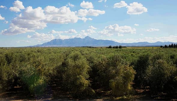Expansive olive grove with trees and mountains visible in the background under a cloudy sky. - Olive Oil Times