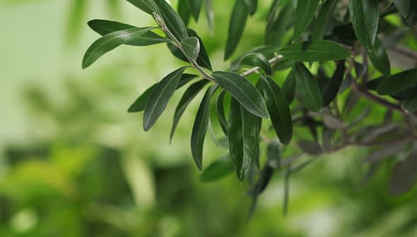 Close-up view of green olive tree leaves with a soft focus background. - Olive Oil Times