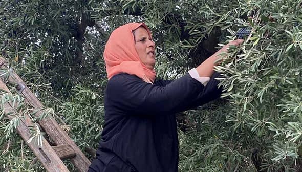 Woman wearing a headscarf picking olives from an olive tree while standing on a ladder. - Olive Oil Times