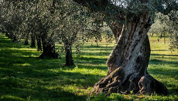 Close-up view of the trunk of an olive tree in an orchard with green grass. - Olive Oil Times