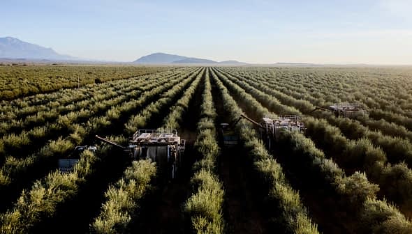 Aerial view of an olive grove with harvesting machinery operating between rows of olive trees. - Olive Oil Times