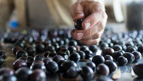 A hand selecting a blueberry from a surface covered with blueberries. - Olive Oil Times