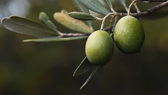 Two green olives hanging from a branch with olive leaves in a natural setting. - Olive Oil Times