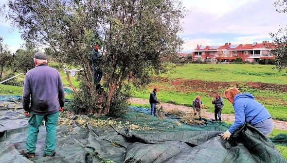 Group of people harvesting olives from trees while collecting fallen olives on tarps. - Olive Oil Times