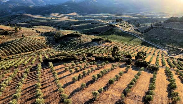 Aerial view of olive groves with rows of trees on sloped terrain under sunlight. - Olive Oil Times