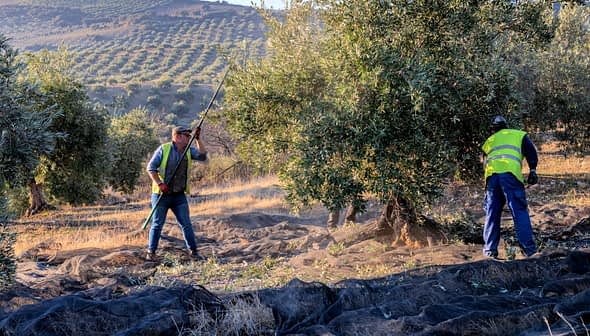Two workers harvesting olives from trees in an orchard using long poles. - Olive Oil Times
