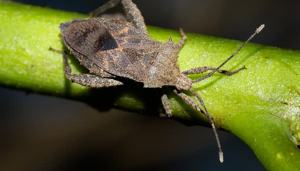 A brown stink bug resting on a green stem with a blurred background. - Olive Oil Times