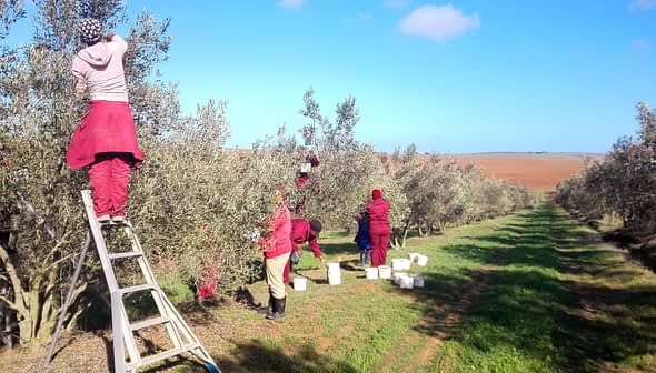 Workers harvesting olives from trees in an orchard using ladders and buckets. - Olive Oil Times