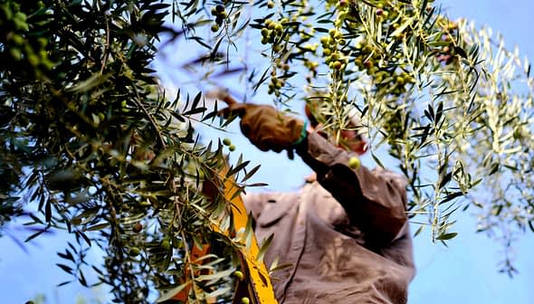 Person harvesting olives from a tree using a ladder in an outdoor setting. - Olive Oil Times