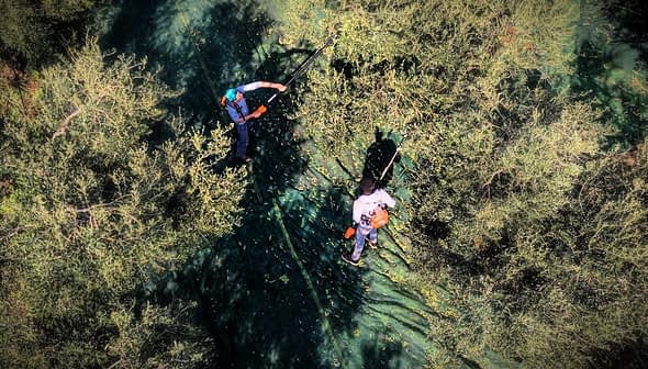 Two individuals using poles to harvest olives from trees covered with nets. - Olive Oil Times