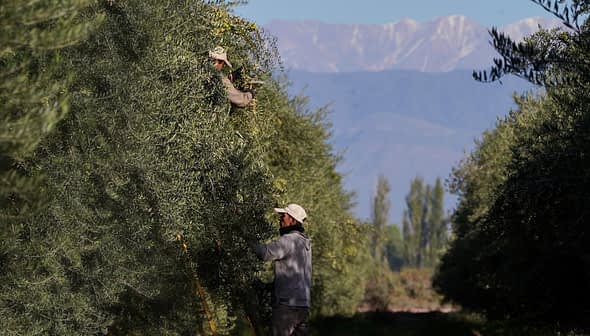 Two individuals harvesting olives from trees in an orchard with mountains in the background. - Olive Oil Times