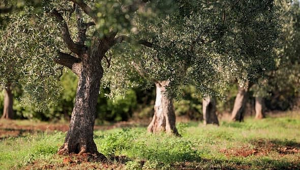 Several olive trees with thick trunks and green leaves in a field setting. - Olive Oil Times