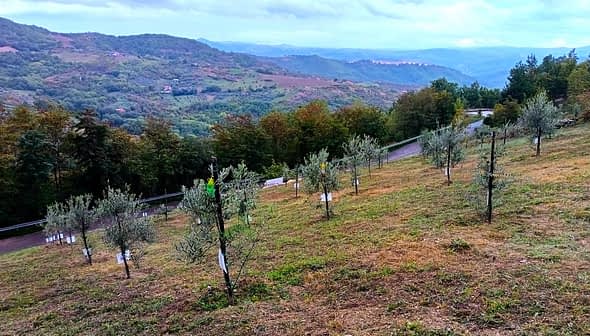 A hillside with young olive trees planted in rows, surrounded by greenery and distant mountains. - Olive Oil Times