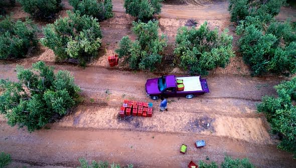 Aerial view of a truck parked in an olive grove with harvesting crates on the ground. - Olive Oil Times