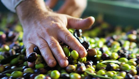 A hand sorting through a mixture of green and black olives in a collection. - Olive Oil Times